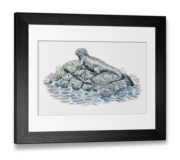 Framed Print : Two marine iguanas, on a rock and in the water Framed Print : Two marine iguanas, on a rock and in the water