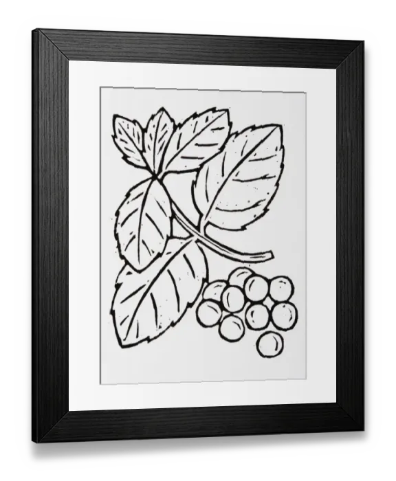 Framed Print : Black and white illustration of blueberries and leaves Framed Print : Black and white illustration of blueberries and leaves