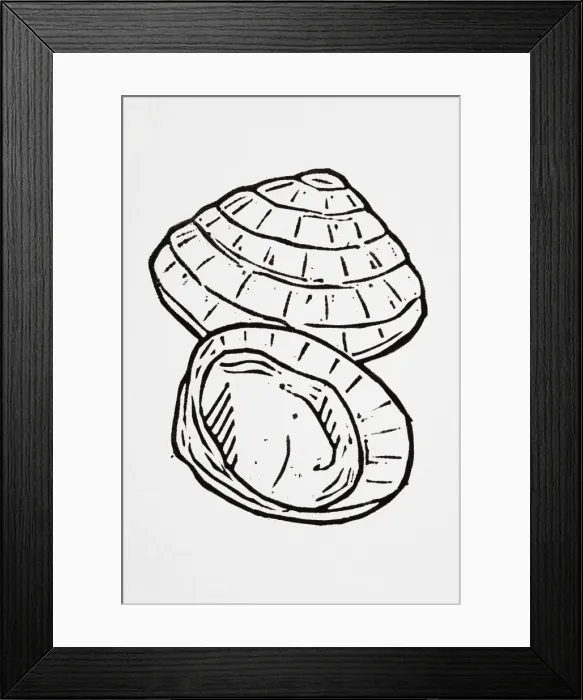 Framed Print : Black and white illustration of two parts of seashell Framed Print : Black and white illustration of two parts of seashell