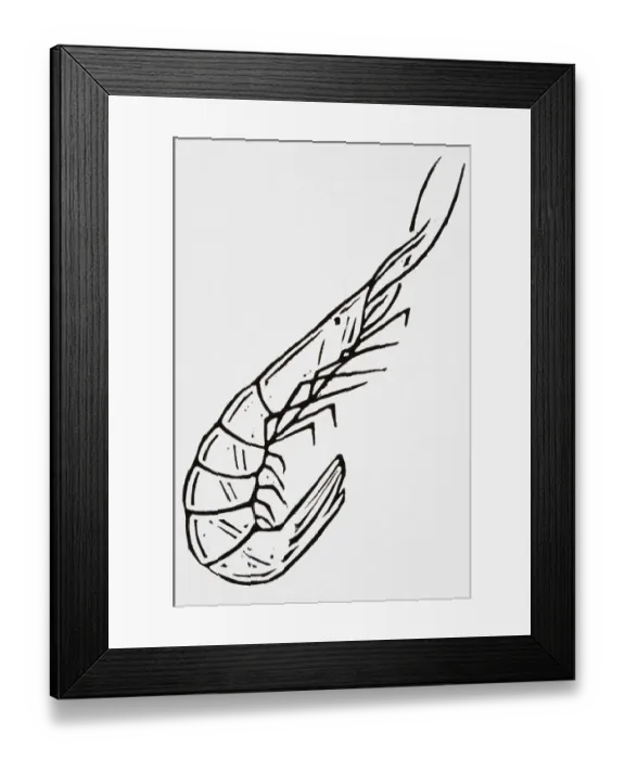Framed Print : Black and white illustration of a shrimp