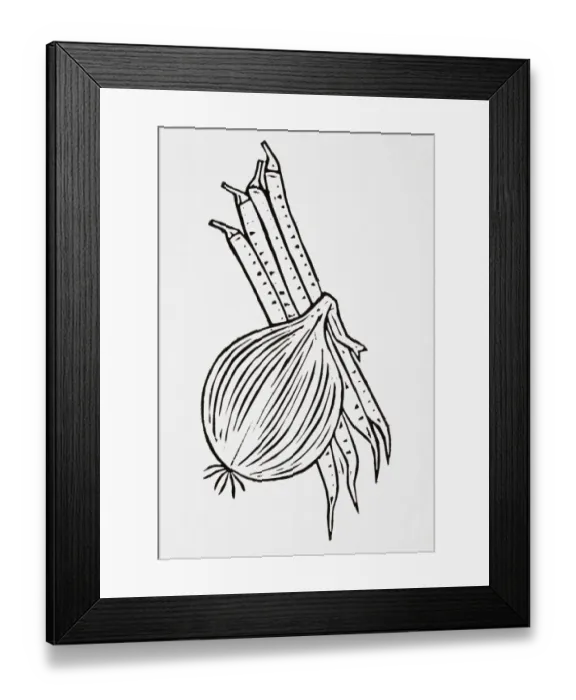 Framed Print : Black and white illustration of onion and runner beans Framed Print : Black and white illustration of onion and runner beans