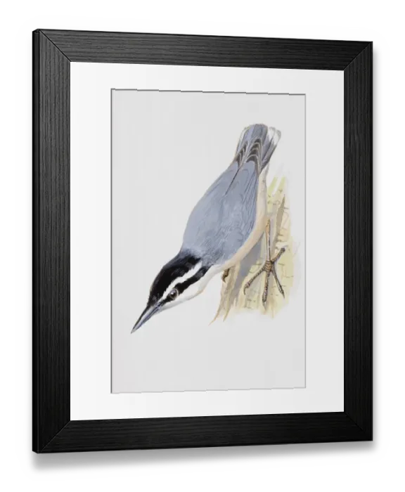 Framed Print : Nuthatch (Sitta europaea), perching upside down on a trees bark, side view Framed Print : Nuthatch (Sitta europaea), perching upside down on a trees bark, side view