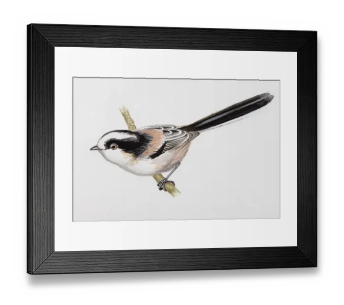 Framed Print : Long-tailed tit (Aegithalos caudatus), perching on a branch, side view Framed Print : Long-tailed tit (Aegithalos caudatus), perching on a branch, side view