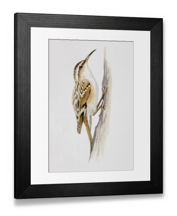 Framed Print : Treecreeper (Certhiidae), perching on a trees bark, side view Framed Print : Treecreeper (Certhiidae), perching on a trees bark, side view