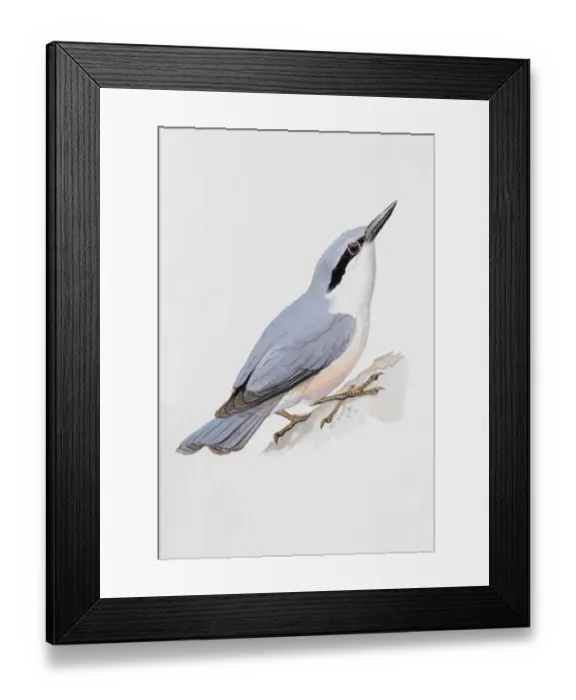 Framed Print : Nuthatch (Sitta europaea), looking up, side view Framed Print : Nuthatch (Sitta europaea), looking up, side view