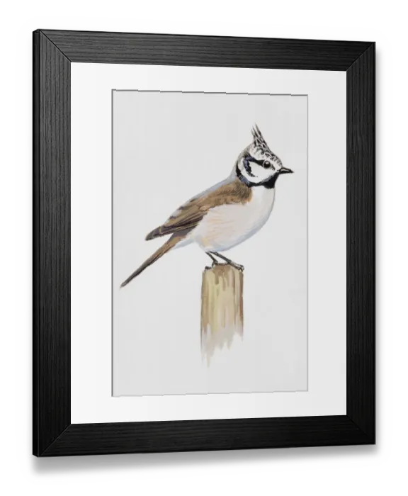 Framed Print : Crested tit (Lophophanes cristatus), perching on a post, side view Framed Print : Crested tit (Lophophanes cristatus), perching on a post, side view