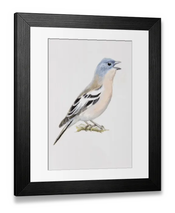 Framed Print : Chaffinch (Fringilla coelebs), calling, side view