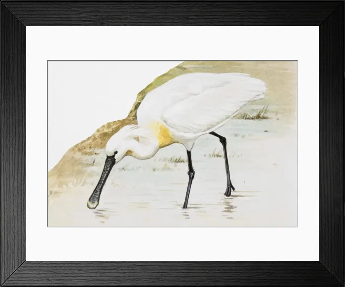 Framed Print : Common spoonbill (Platalea leucorodia), wading in water, side view