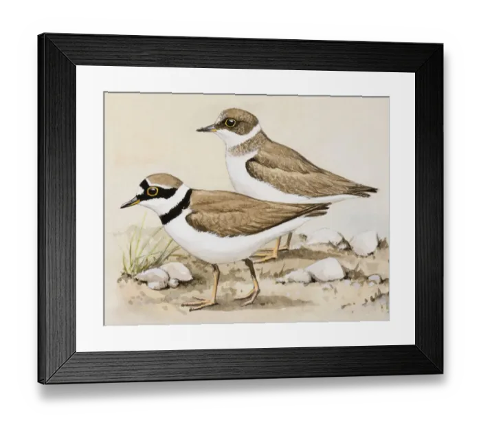 Framed Print : Little ringed plover (Charadrius dubius), two birds standing side by side, side view