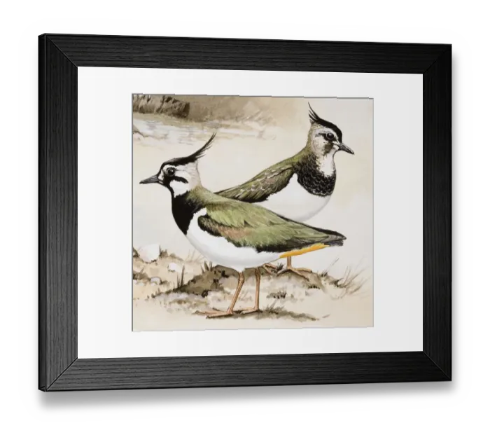 Framed Print : Lapwing (Vanellus vanellus), male and female, side view Framed Print : Lapwing (Vanellus vanellus), male and female, side view