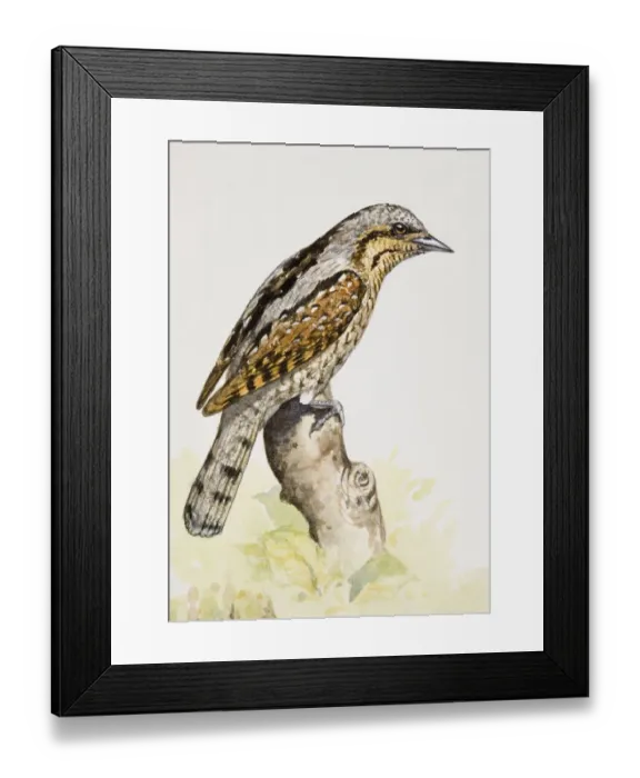 Framed Print : Eurasian wryneck (Jynx torquilla), perching on a branch, side view
