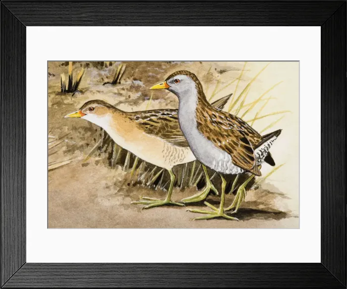 Framed Print : Corncrake (Crex crex), two birds standing side by side, side view Framed Print : Corncrake (Crex crex), two birds standing side by side, side view