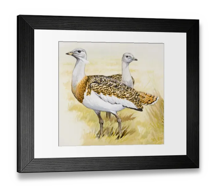 Framed Print : Great bustard (Otis tarda), male and female, side view Framed Print : Great bustard (Otis tarda), male and female, side view