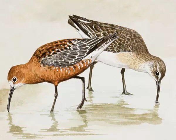 Curlew sandpiper (Calidris ferruginea), two birds wading through water, pecking, side view