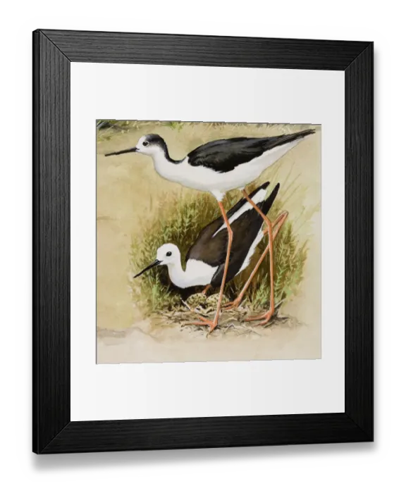 Framed Print : Black-winged stilt (Himantopus himantopus), male and female, looking after eggs in nest Framed Print : Black-winged stilt (Himantopus himantopus), male and female, looking after eggs in nest