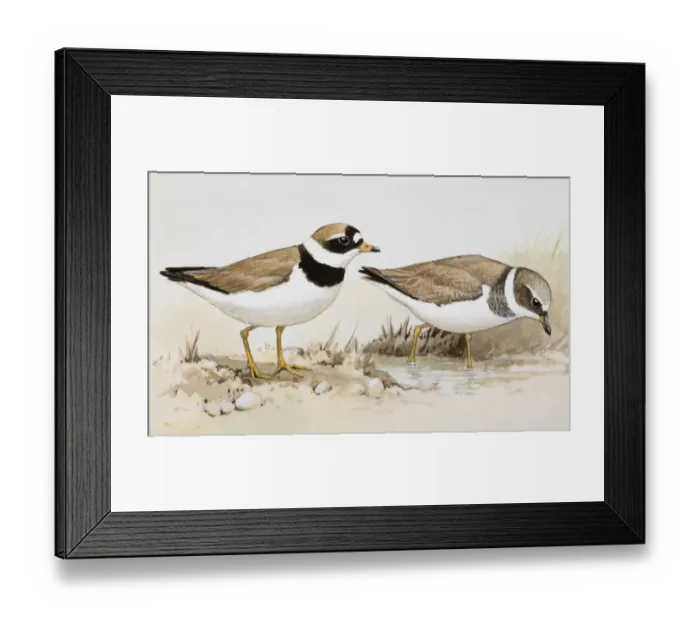 Framed Print : Two Ringed plovers (Charadrius hiaticula), one wading in water, the other standing nearby Framed Print : Two Ringed plovers (Charadrius hiaticula), one wading in water, the other standing nearby