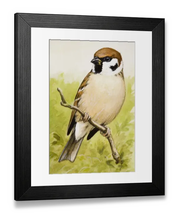 Framed Print : Tree sparrow (Passer montanus), perching on a branch, looking away Framed Print : Tree sparrow (Passer montanus), perching on a branch, looking away