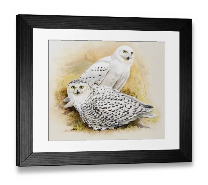Framed Print : Snowy owl (Bubo scandiacus), male and female, sitting side by side, side view Framed Print : Snowy owl (Bubo scandiacus), male and female, sitting side by side, side view