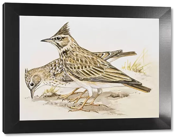 Skylark (Alauda arvensis), two birds standing side by side, one of them pecking, side view