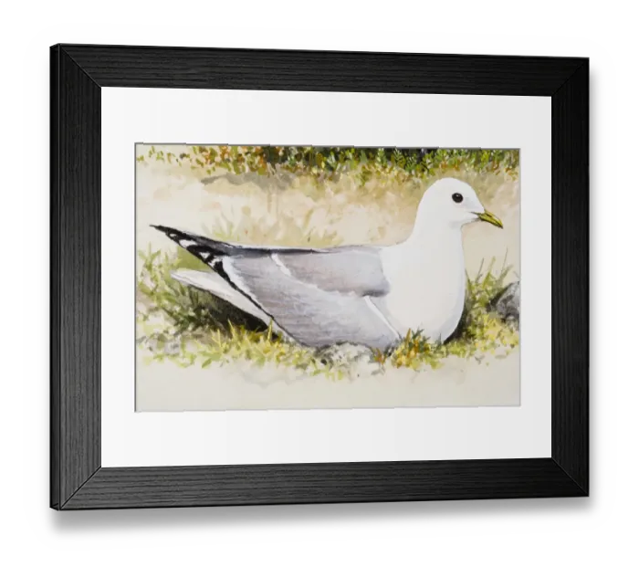 Framed Print : Common gull (Larus canus), sitting in grass, side view Framed Print : Common gull (Larus canus), sitting in grass, side view