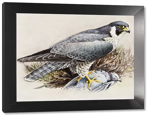 Peregrine falcon (Falco peregrinus), perching on top of dead bird