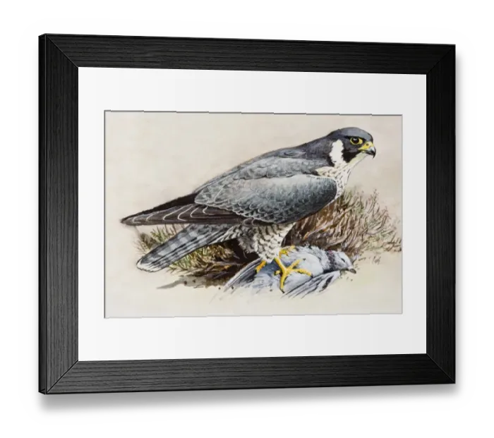 Framed Print : Peregrine falcon (Falco peregrinus), perching on top of dead bird Framed Print : Peregrine falcon (Falco peregrinus), perching on top of dead bird