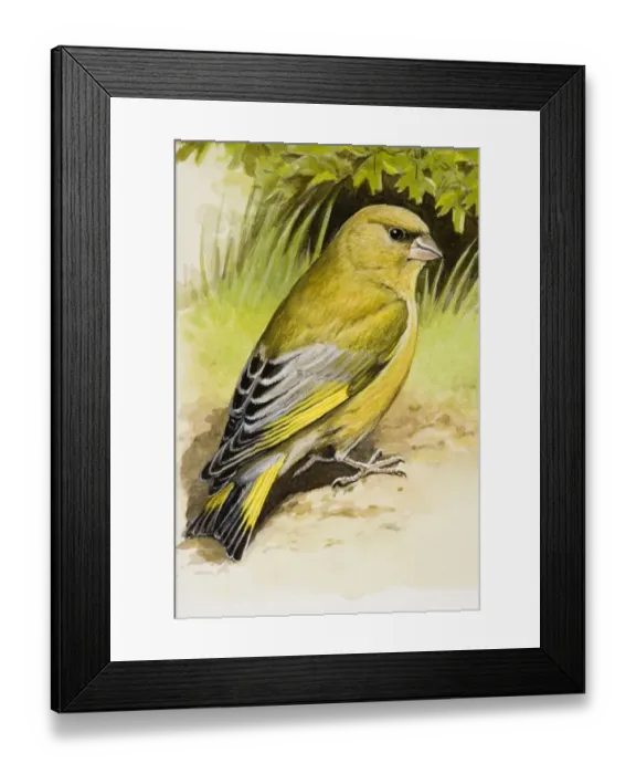 Framed Print : Greenfinch (Carduelis chloris), sitting on the ground, side view Framed Print : Greenfinch (Carduelis chloris), sitting on the ground, side view