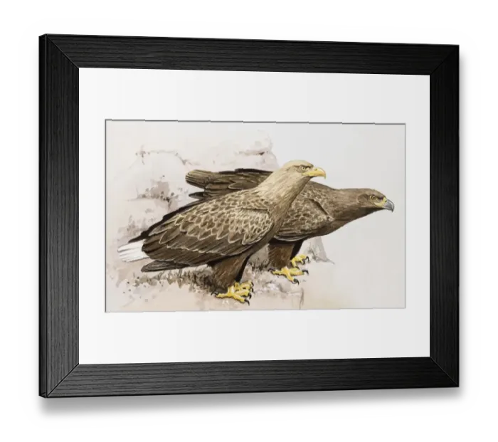 Framed Print : White-tailed Eagle (Haliaeetus albicilla), male showing distinctive white tail, and female, perching at edge of a rock, side view Framed Print : White-tailed Eagle (Haliaeetus albicilla), male showing distinctive white tail, and female, perching at edge of a rock, side view