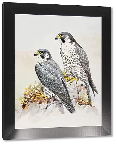 Peregrine falcon (Falco peregrinus), male and female, perching on a rock, looking away