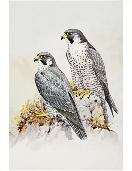 Peregrine falcon (Falco peregrinus), male and female, perching on a rock, looking away