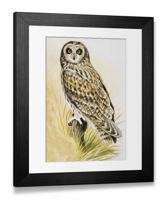 Framed Print : Short-eared owl (Asio flammeus), perching on a branch, facing forward Framed Print : Short-eared owl (Asio flammeus), perching on a branch, facing forward