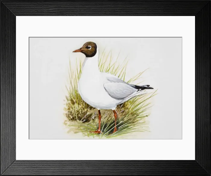 Framed Print : Black-headed gull (Larus ridibundus), standing in grass, side view Framed Print : Black-headed gull (Larus ridibundus), standing in grass, side view
