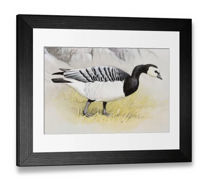 Framed Print : Barnacle goose (Branta leucopsis) walking in grass near rock, side view Framed Print : Barnacle goose (Branta leucopsis) walking in grass near rock, side view