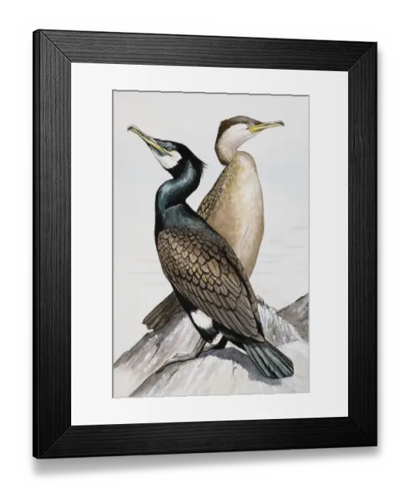 Framed Print : Two Great cormorants (Phalacrocorax carbo), looking in opposite directions, perching on rock by sea Framed Print : Two Great cormorants (Phalacrocorax carbo), looking in opposite directions, perching on rock by sea