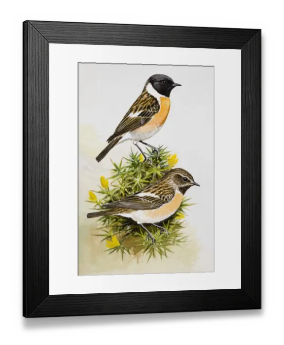 Framed Print : Stonechat (Saxicola rubicola), two birds sitting among flowers, side view Framed Print : Stonechat (Saxicola rubicola), two birds sitting among flowers, side view