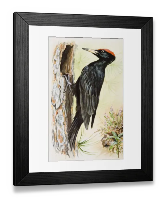 Framed Print : Black woodpecker (Dryocopus martius), perching on trees bark Framed Print : Black woodpecker (Dryocopus martius), perching on trees bark