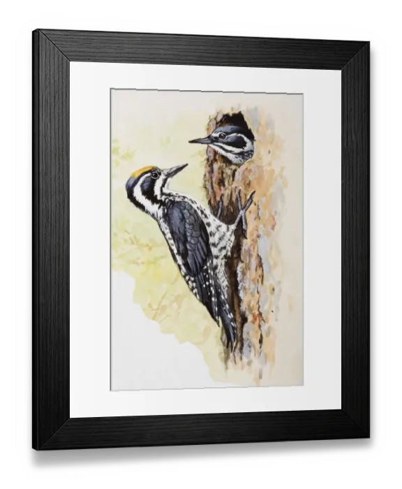 Framed Print : Woodpecker (Picidae), male and female, one looking out of hole, the other perching outside on trees bark Framed Print : Woodpecker (Picidae), male and female, one looking out of hole, the other perching outside on trees bark