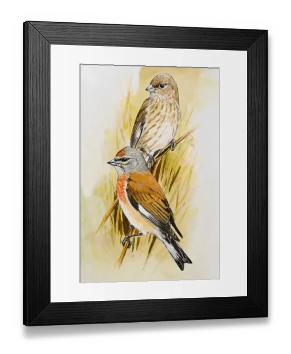 Framed Print : Linnet (Carduelis cannabina), male and female, perching on branches, looking away Framed Print : Linnet (Carduelis cannabina), male and female, perching on branches, looking away