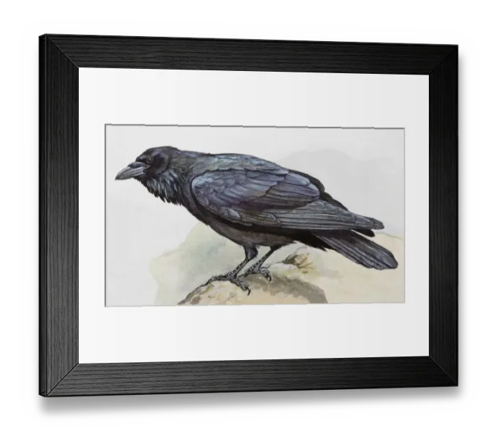 Framed Print : Raven (Corvus corax), perching on a rock, side view Framed Print : Raven (Corvus corax), perching on a rock, side view
