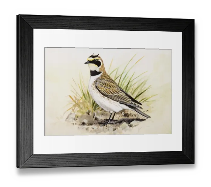 Framed Print : Shore lark (Eremophila alpestris), standing, side view