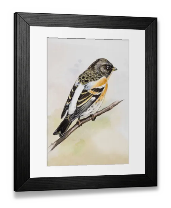 Framed Print : Brambling (Fringilla montifringilla), perching on a branch, side view Framed Print : Brambling (Fringilla montifringilla), perching on a branch, side view