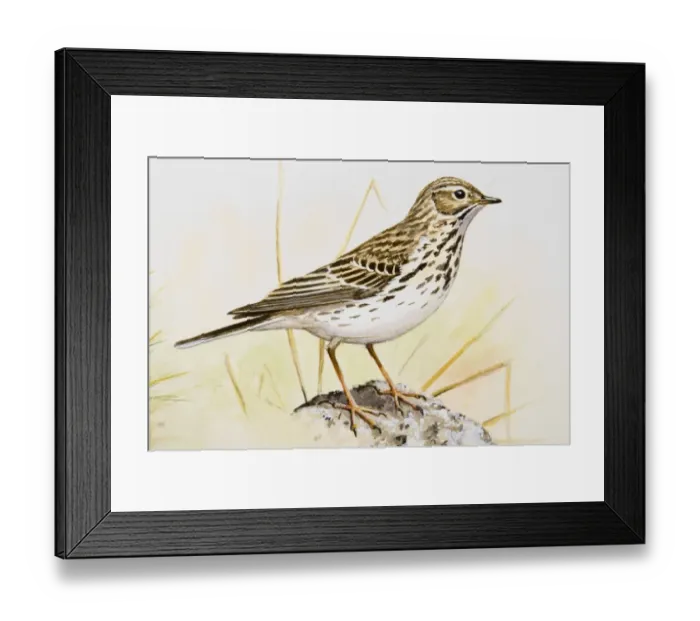 Framed Print : Song thrush (Turdus philomelos), side view Framed Print : Song thrush (Turdus philomelos), side view