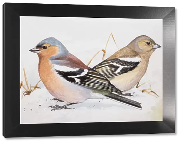 Chaffinch (Fringilla coelebs), male and female, sitting side by side, side view