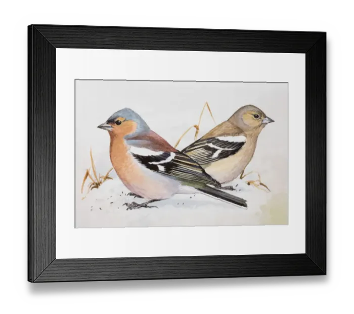 Framed Print : Chaffinch (Fringilla coelebs), male and female, sitting side by side, side view Framed Print : Chaffinch (Fringilla coelebs), male and female, sitting side by side, side view