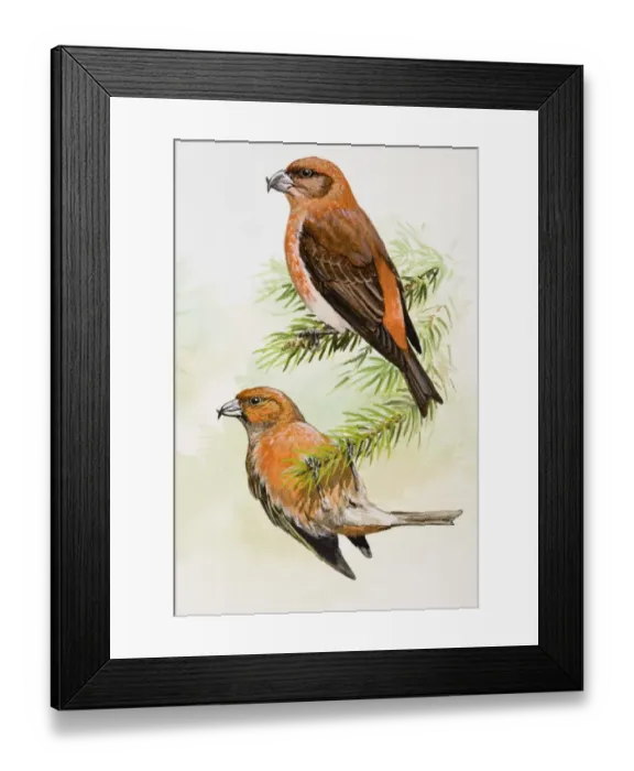Framed Print : Crossbill (Loxia curvirostra), two birds, one perching, and the other hanging upside down from branch, side view