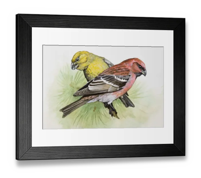 Framed Print : Two-barred crossbill (Loxia leucoptera), male and female, perching on a pine branch, side view Framed Print : Two-barred crossbill (Loxia leucoptera), male and female, perching on a pine branch, side view