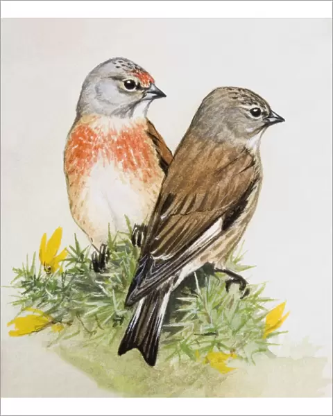 Linnet (Carduelis Cannabina), male and female, looking away