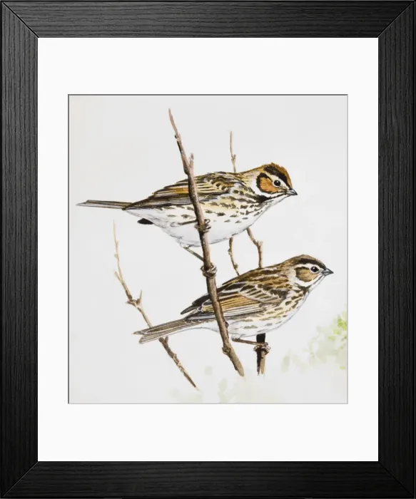 Framed Print : Little bunting (Emberiza pusilla), male and female, perching on branches Framed Print : Little bunting (Emberiza pusilla), male and female, perching on branches