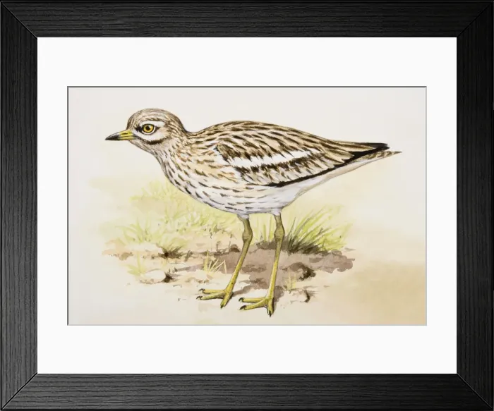 Framed Print : Stone curlew (Burhinus oedicnemus), standing, side view Framed Print : Stone curlew (Burhinus oedicnemus), standing, side view