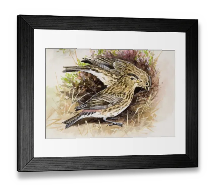 Framed Print : Twite (Carduelis flavirostris), two birds, one of them pecking, amongst purple heather, side view Framed Print : Twite (Carduelis flavirostris), two birds, one of them pecking, amongst purple heather, side view